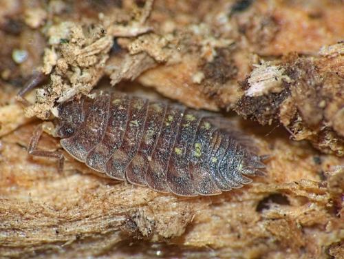 Réf. 334 560 : Oniscus asellus